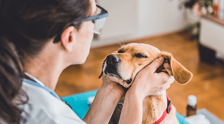 wellness exams for dogs