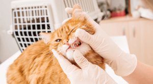 pet dental health tips