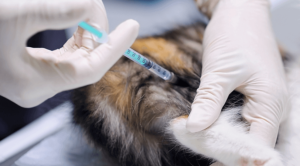 vaccinations for pets in marlboro