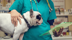 veterinary surgery in marlboro ma