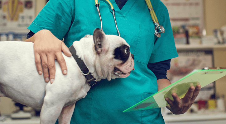 veterinary surgery in marlboro ma